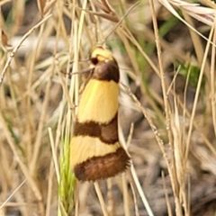 Chrysonoma fascialis (A concealer moth) at Molonglo Valley, ACT - 12 Jan 2022 by tpreston