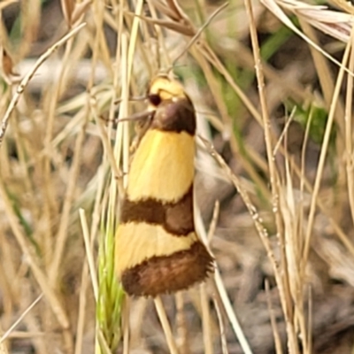 Chrysonoma fascialis (A Concealer moth (Wingia group) at Molonglo Valley, ACT - 13 Jan 2022 by trevorpreston