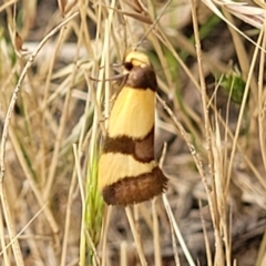 Chrysonoma fascialis at Molonglo Valley, ACT - 13 Jan 2022