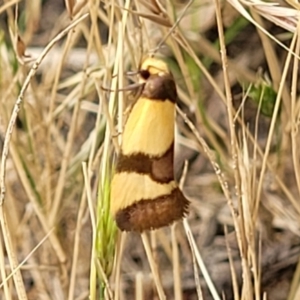 Chrysonoma fascialis at Molonglo Valley, ACT - 13 Jan 2022 09:14 AM