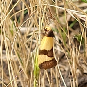 Chrysonoma fascialis at Molonglo Valley, ACT - 13 Jan 2022 09:14 AM