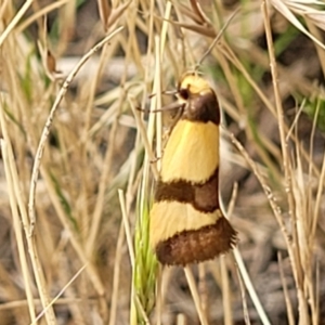 Chrysonoma fascialis at Molonglo Valley, ACT - 13 Jan 2022