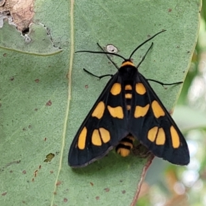 Amata (genus) at Stromlo, ACT - 13 Jan 2022