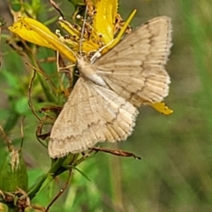 Scopula (genus) (A wave moth) at Stromlo, ACT - 13 Jan 2022 by trevorpreston