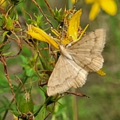 Scopula (genus) at Stromlo, ACT - 13 Jan 2022