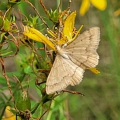 Scopula (genus) at Stromlo, ACT - 13 Jan 2022