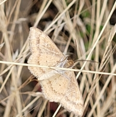 Scopula (genus) at Stromlo, ACT - 13 Jan 2022