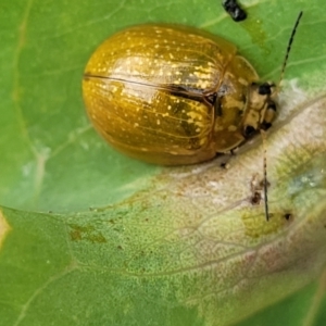 Paropsisterna cloelia at Stromlo, ACT - 13 Jan 2022