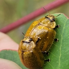 Paropsisterna cloelia at Stromlo, ACT - 13 Jan 2022