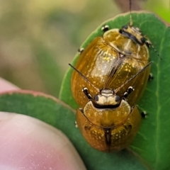 Paropsisterna cloelia at Stromlo, ACT - 13 Jan 2022