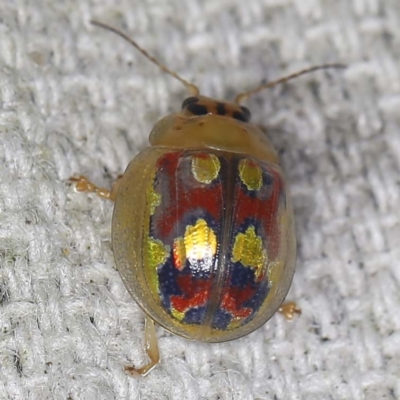Paropsisterna nobilitata (Leaf beetle, Button beetle) at O'Connor, ACT - 12 Jan 2022 by ibaird
