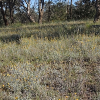 Chrysocephalum apiculatum (Common Everlasting) at Tennent, ACT - 9 Nov 2021 by michaelb