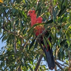 Alisterus scapularis (Australian King-Parrot) at Thurgoona, NSW - 11 Jan 2022 by ChrisAllen