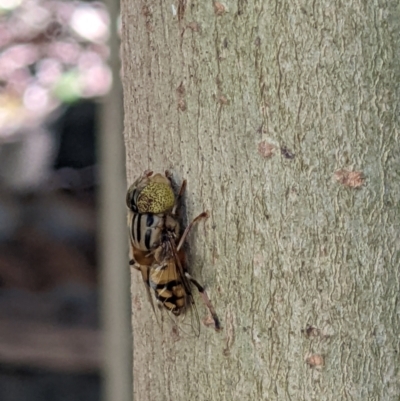 Eristalinus punctulatus (Golden Native Drone Fly) at Gateway Island, VIC - 12 Jan 2022 by ChrisAllen