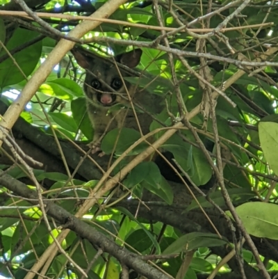 Trichosurus vulpecula (Common Brushtail Possum) at Gateway Island, VIC - 12 Jan 2022 by ChrisAllen