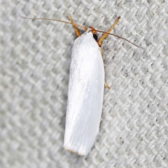 Xylorycta luteotactella (A Gelechioid moth) at O'Connor, ACT - 12 Jan 2022 by ibaird