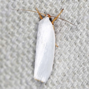 Xylorycta luteotactella at O'Connor, ACT - 12 Jan 2022