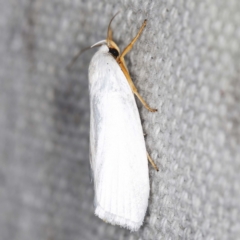 Xylorycta luteotactella at O'Connor, ACT - 12 Jan 2022