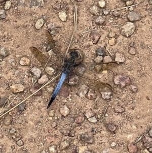 Orthetrum caledonicum at Casey, ACT - 13 Jan 2022