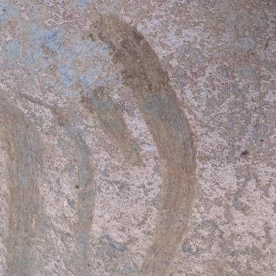 Unverified Fossil / Geological Feature at  - suppressed by SimoneC