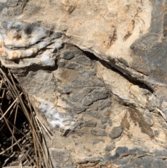 Unidentified Fossil / Geological Feature at Cavan, NSW - 18 Jan 2021 by SimoneC