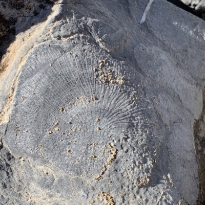 Fenestella ( genus) (Bryozoan) at Cavan, NSW - 18 Jan 2021 by SimoneC