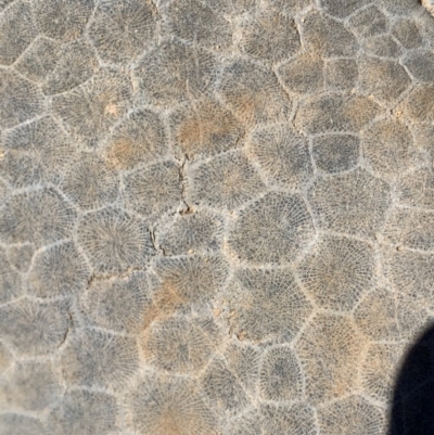 Unverified Fossil / Geological Feature at  - suppressed by SimoneC