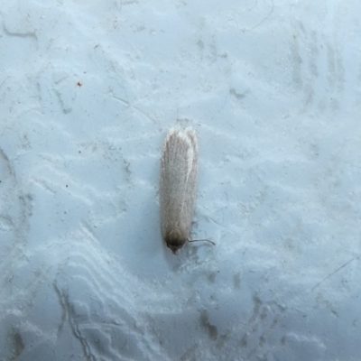 Oecophoridae (family) (Unidentified Oecophorid concealer moth) at McKellar, ACT - 13 Jan 2022 by Amata