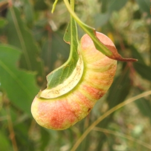 Fergusonina sp. (genus) at Kambah, ACT - 13 Jan 2022