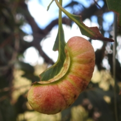 Fergusonina sp. (genus) at Kambah, ACT - suppressed