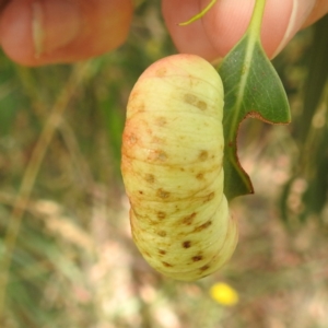 Fergusonina sp. (genus) at Kambah, ACT - suppressed