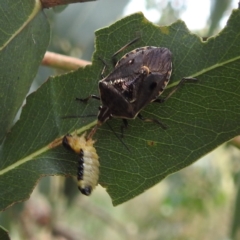 Cermatulus nasalis at Kambah, ACT - 13 Jan 2022