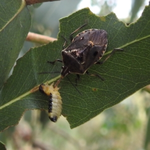 Cermatulus nasalis at Kambah, ACT - 13 Jan 2022