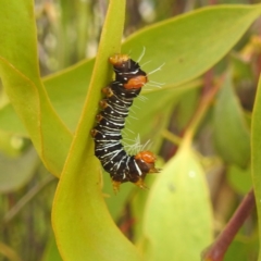 Comocrus behri (Mistletoe Day Moth) at Stromlo, ACT - 13 Jan 2022 by HelenCross