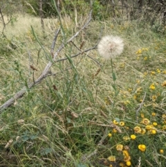 Tragopogon dubius (Goatsbeard) at Hackett, ACT - 13 Jan 2022 by abread111