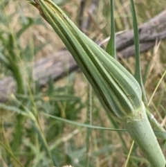 Tragopogon dubius at Hackett, ACT - 13 Jan 2022