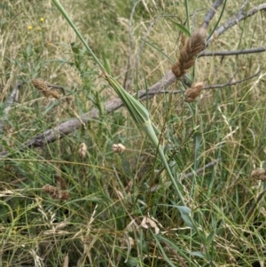 Tragopogon dubius at Hackett, ACT - 13 Jan 2022