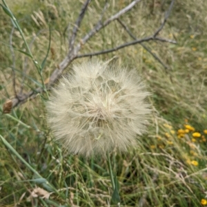 Tragopogon dubius at Hackett, ACT - 13 Jan 2022