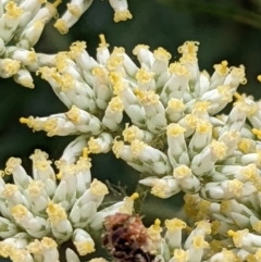 Cassinia sp. at Hackett, ACT - 13 Jan 2022