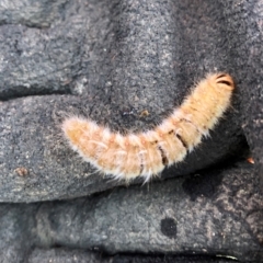 Anthela (genus) immature (Unidentified Anthelid Moth) at Molonglo Valley, ACT - 12 Jan 2022 by AndyRussell