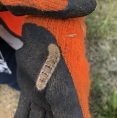 Anthela (genus) immature at Molonglo Valley, ACT - 13 Jan 2022