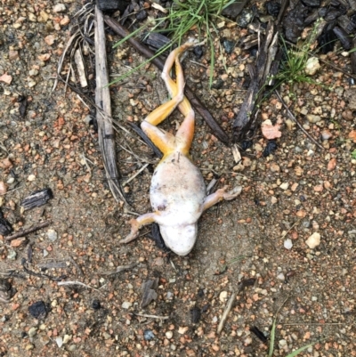 Unidentified Reptile and Frog at Sth Tablelands Ecosystem Park - 25 Nov 2021 by AndyRussell