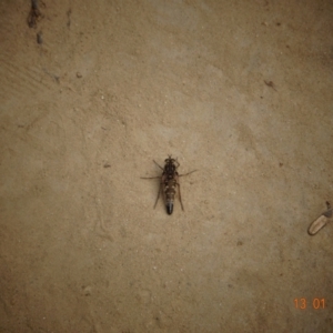 Apiocera sp. (genus) at Paddys River, ACT - 13 Jan 2022 03:59 PM