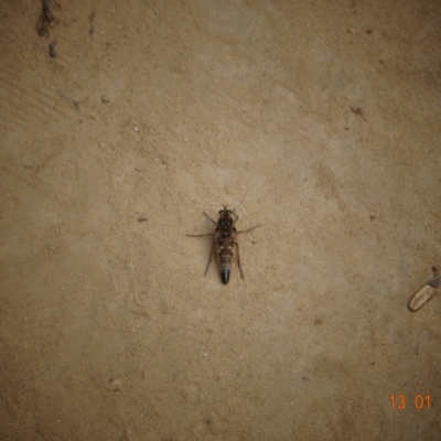 Apiocera sp. (genus) (A flower loving fly) at Paddys River, ACT - 13 Jan 2022 by GirtsO