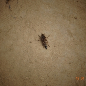 Apiocera sp. (genus) at Paddys River, ACT - 13 Jan 2022 03:59 PM