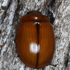 Paropsisterna rufobrunnea at Mulloon, NSW - 10 Jan 2022 by jb2602