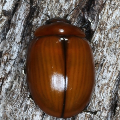 Paropsisterna rufobrunnea at Mulloon, NSW - 9 Jan 2022 by jb2602