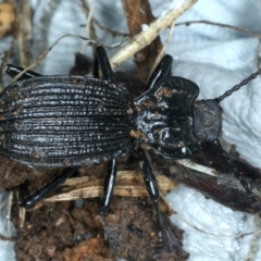 Cardiothorax undulaticostis (A darkling beetle) at Monga National Park - 10 Jan 2022 by jb2602