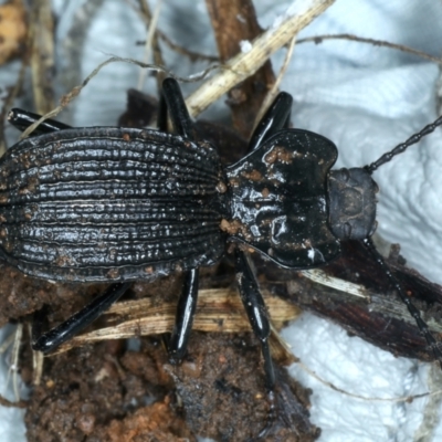 Cardiothorax undulaticostis (A darkling beetle) at Mongarlowe River - 10 Jan 2022 by jbromilow50