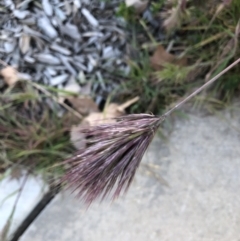 Bromus rubens (Red Brome) at Parkes, ACT - 7 Sep 2021 by AndyRussell